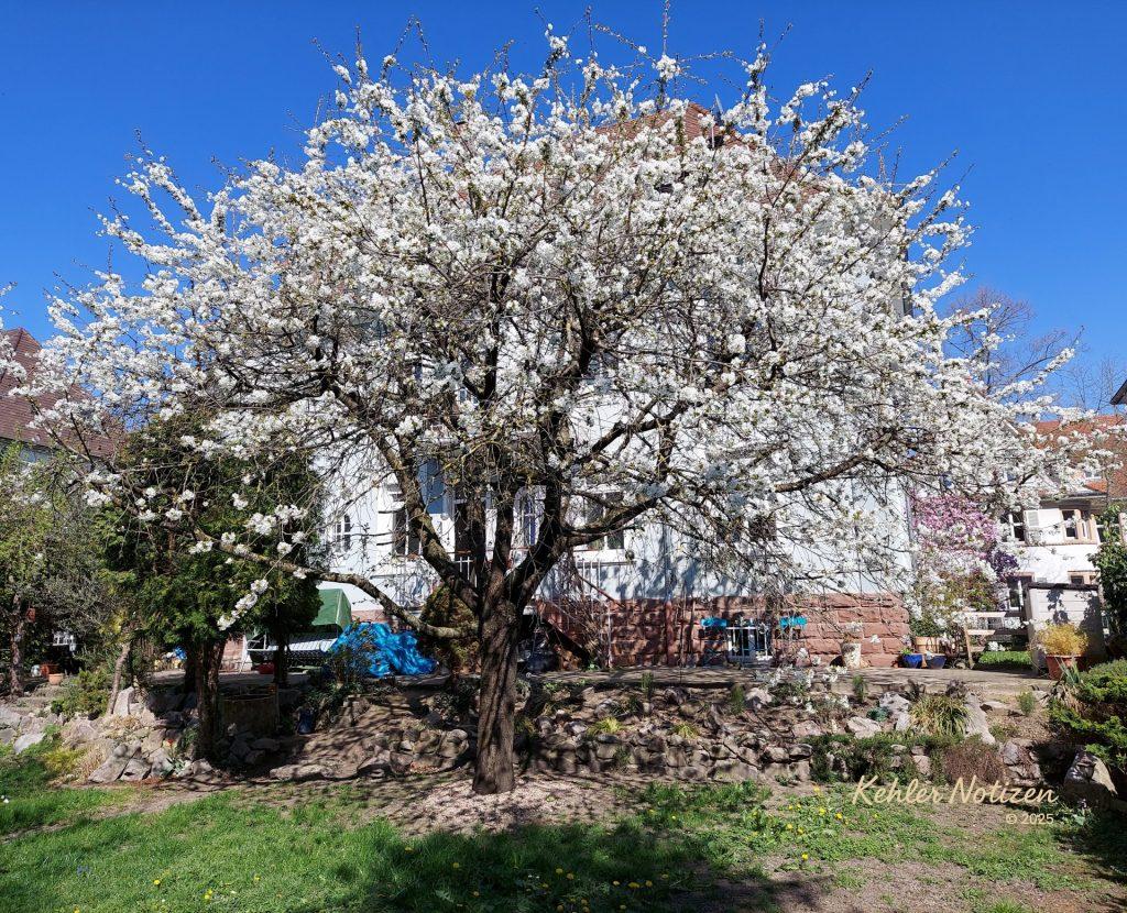Bittersüße Kirschbaum-Romanze – alle Jahre wieder!