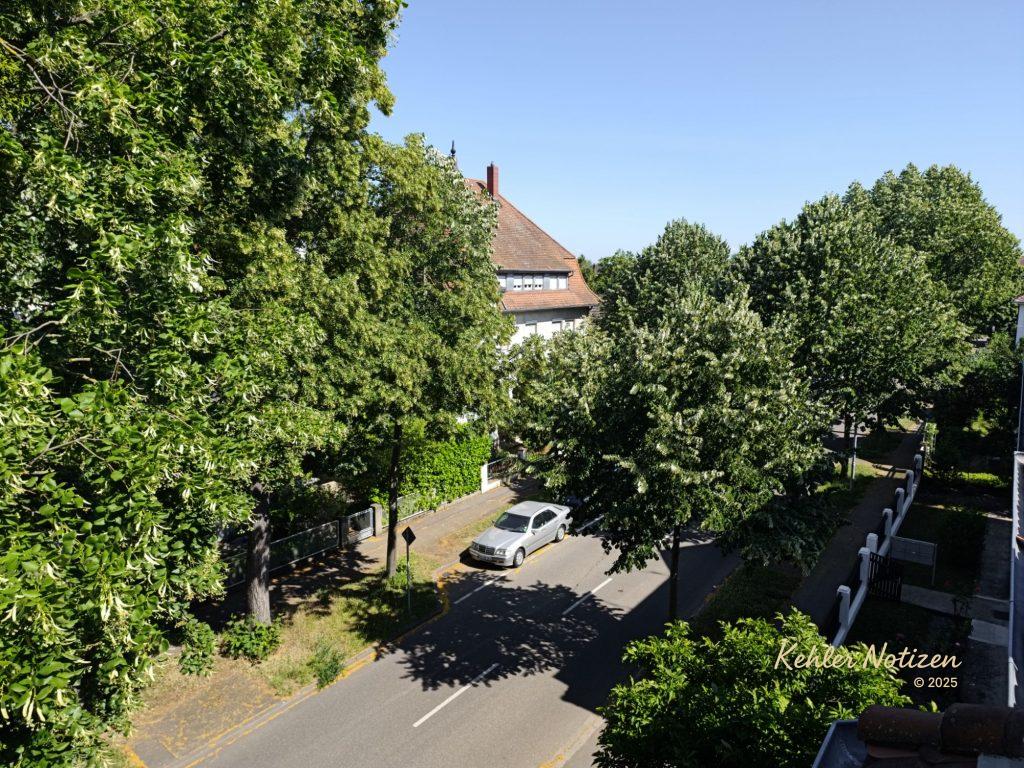 Sommerabend in Kehl: Lindenblüte, Schlager und Weltbrand