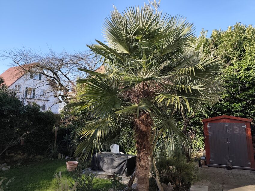 Mediterrane Pflanzen in Kehl