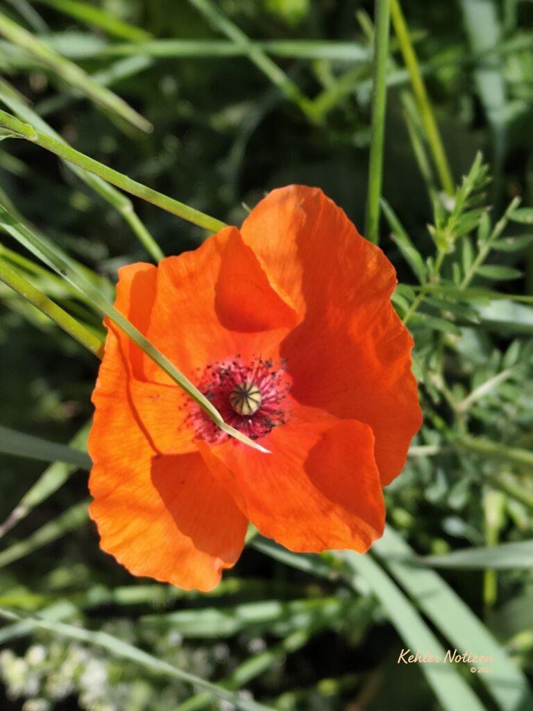 Ode an den Klatschmohn